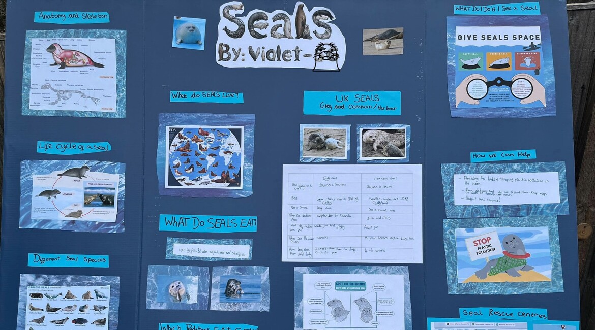 Eco Warriors Explore the World of Seals
